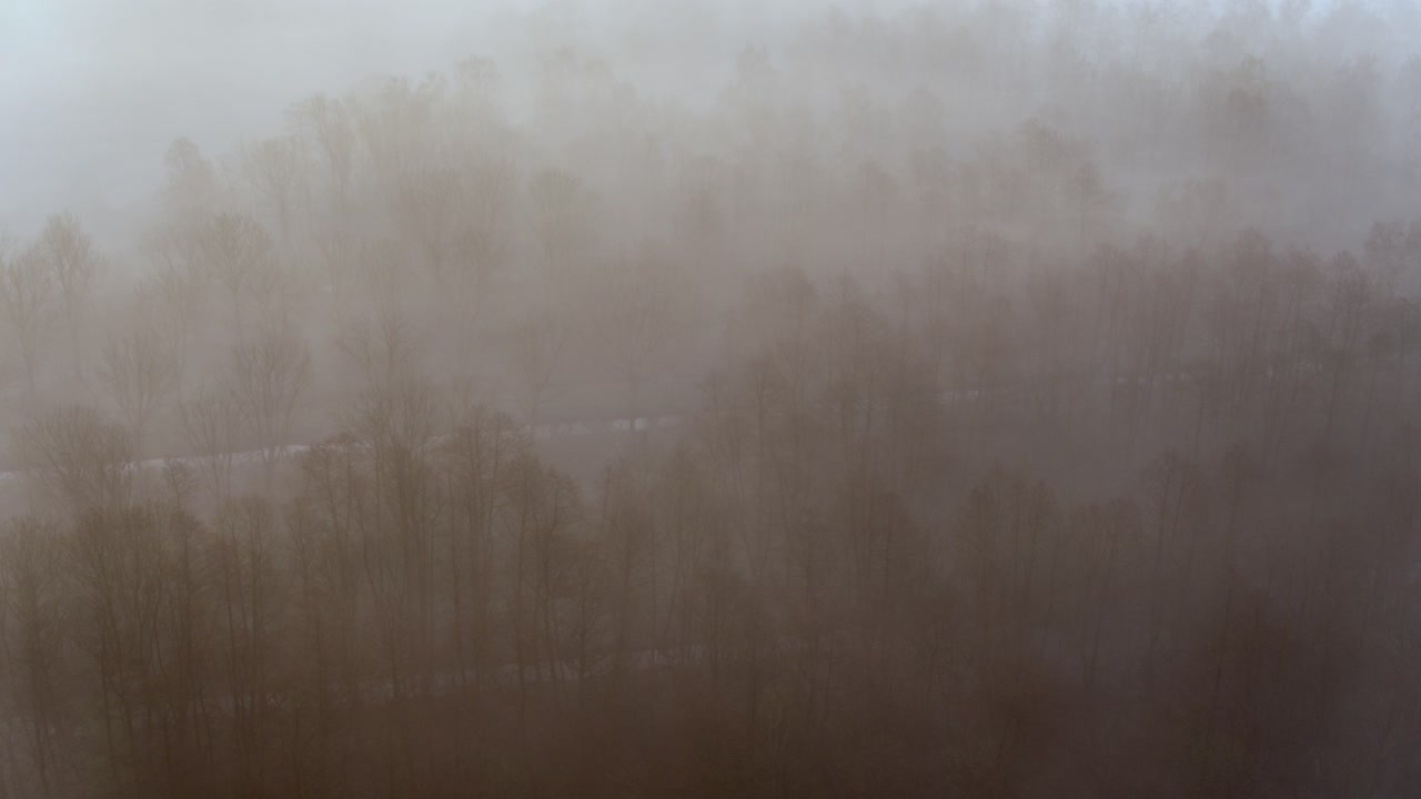 Dark misty forest covered in fog, aerial cinematic view