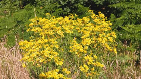 ragwort flowers. senecio jacobaea summer. uk