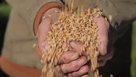 farmer inspects his crop of hands hold ripe wheat seeds.