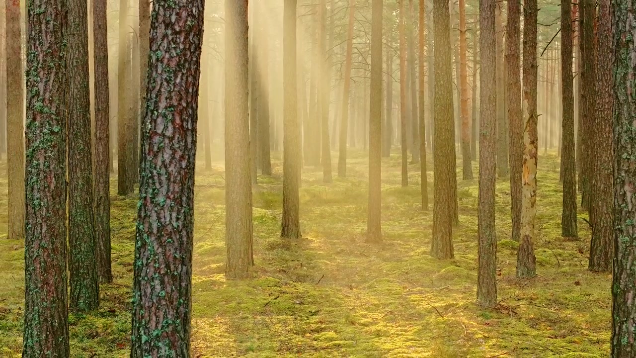 Drone Retreat Over Sunlit Pine Woodland Wrapped in Morning Mist Latvia