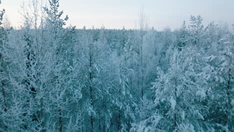 lush forest covered with snow during sunset in finland