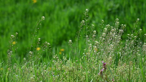 Gras-Und-Blumen-Abstrakter-Hintergrund-Frühling-Und-Wind-In-Europa