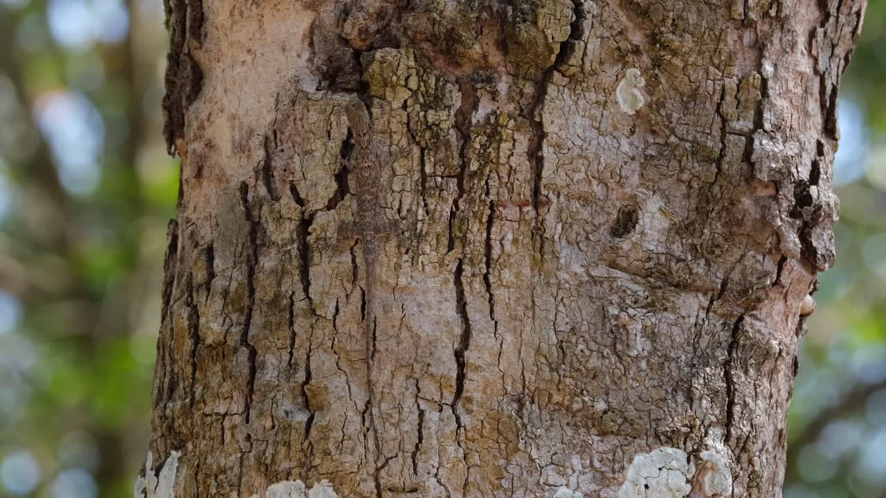 esperando su comida, el lagarto volador está comiendo las hormigas que pasaban a su alrededor mientras está colgado de un tronco de un árbol dentro del parque nacional khao yai en tailandia