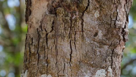 Waiting for its meal, the Flying Lizard is eating the ants that were passing by around it as it is hanging on a trunk of a tree inside Khao Yai National Park in Thailand