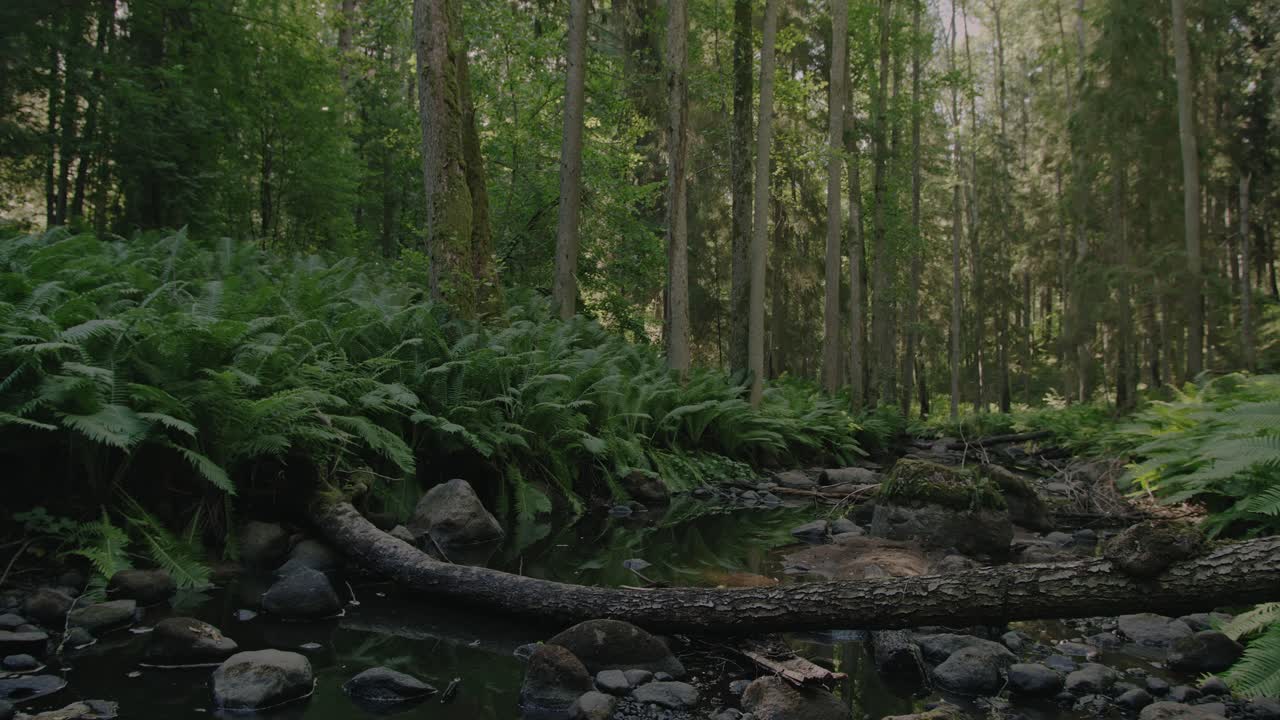 un árbol caído en un pequeño lecho de río seco en un exuberante bosque verde rodeado de helechos vibrantes que cubren el suelo del bosque