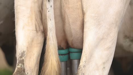 suction tubes attached to cow's teats during milking process at dairy farm in portugal