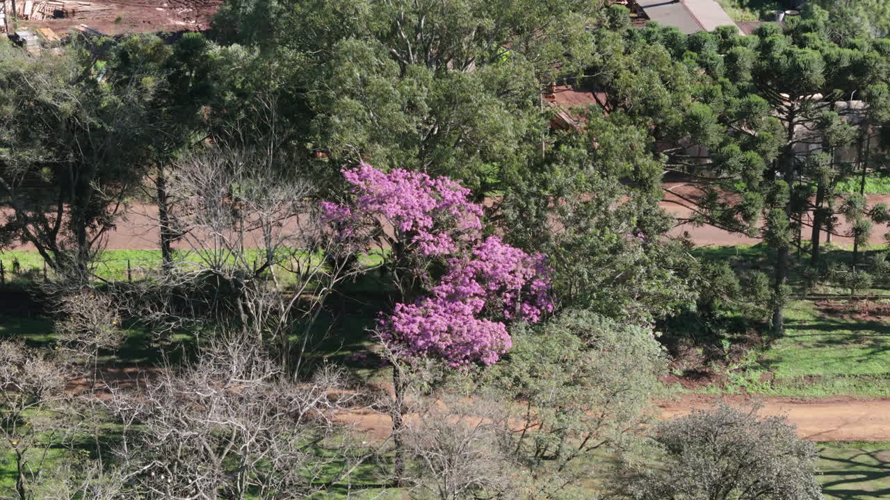 Pink lapacho tree, Handroanthus impetiginosus, blooming in Argentine forest