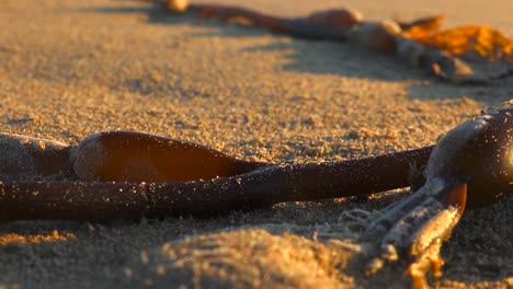 Algas-Y-Criaturas-Costeras-A-Lo-Largo-De-Una-Playa-De-California-Con-Pulgas-De-Arena-Saltando