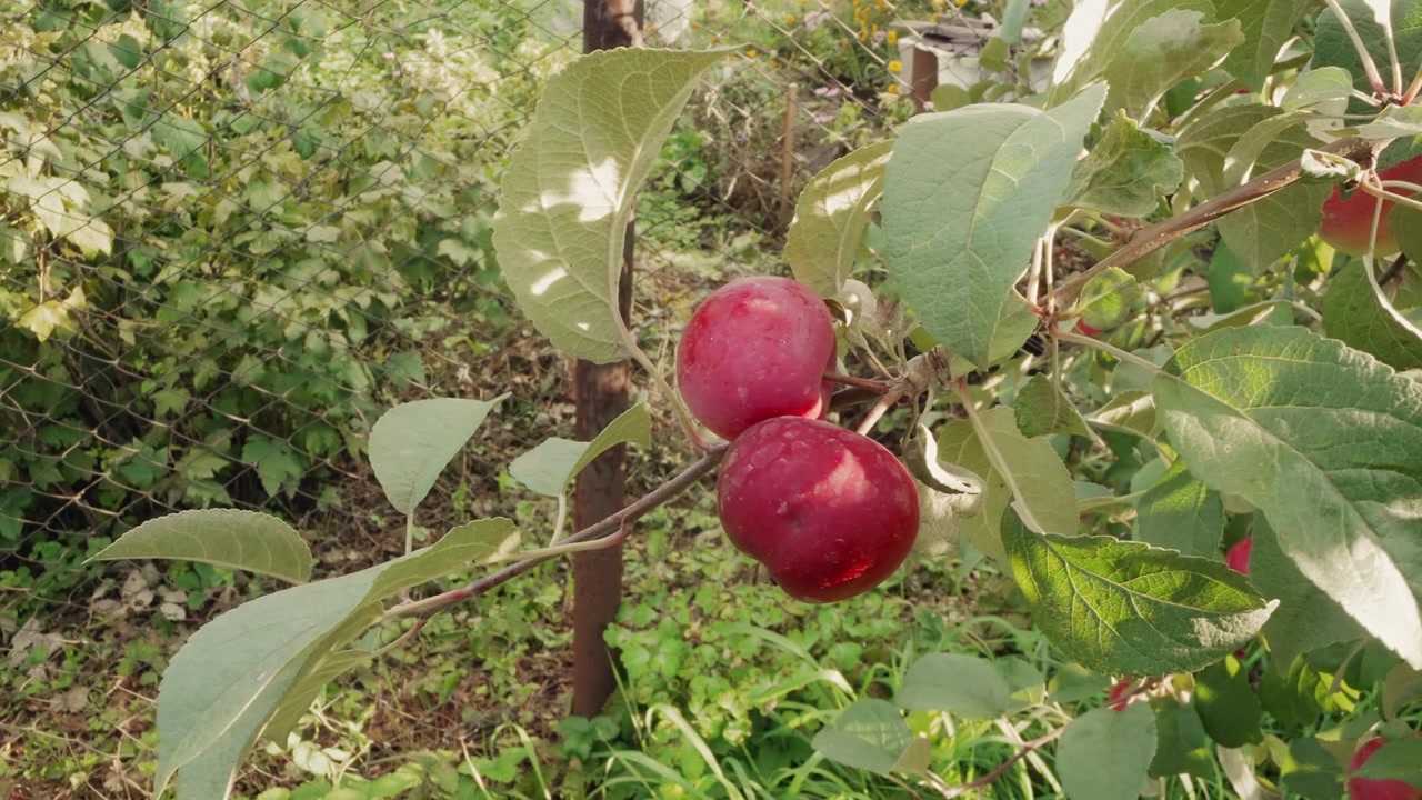 Primer plano de manzanas rojas maduras en una rama de manzano.