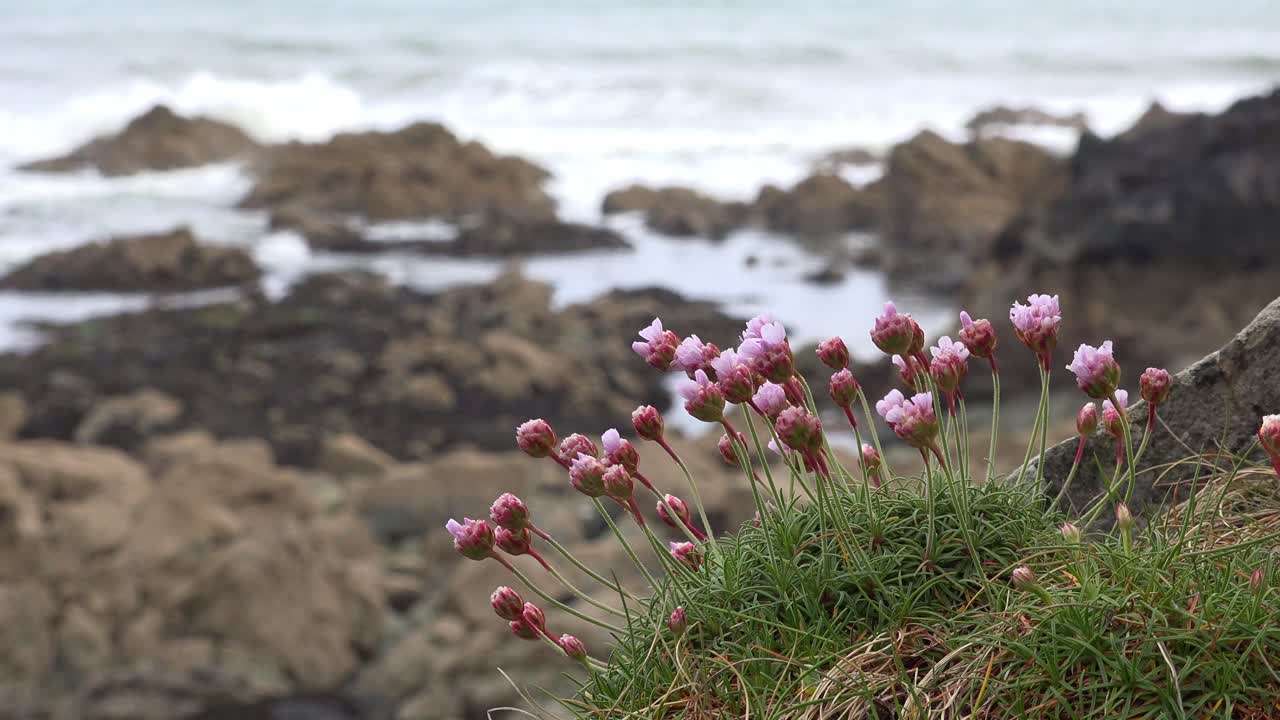 Irlands kyst i mai, strandnelliker i full blomst en varm morgen i mai