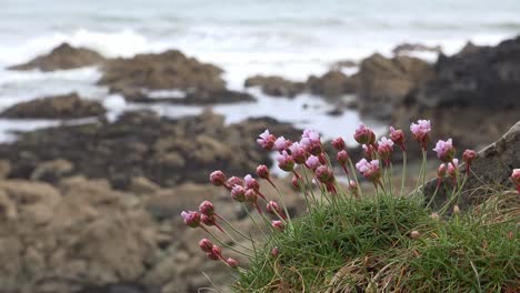 Küste-Irlands-Kann-An-Einem-Warmen-Maimorgen-Am-Meer-Blühen