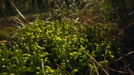 Young-sprouts-of-fern-grow-in-wild-forest-on-spring-day