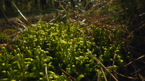 jóvenes brotes de helecho crecen en el bosque salvaje en el día de primavera