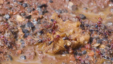 a group of ants rapidly gather and feed on a piece of bread in a muddy, rain-soaked gravel environment, captured in detailed macro shots