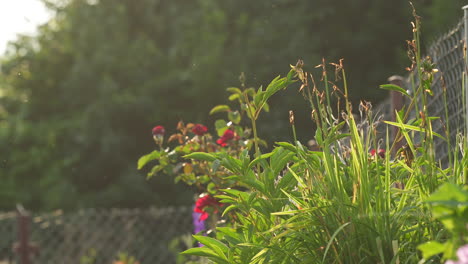 Macro-video-shot-of-beautiful-field-flowers-lasting-against-the-background-of-green-trees