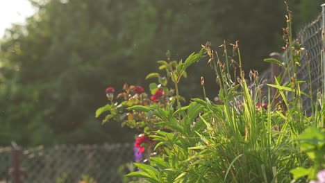 macro video shot of beautiful field flowers lasting against the background of green trees