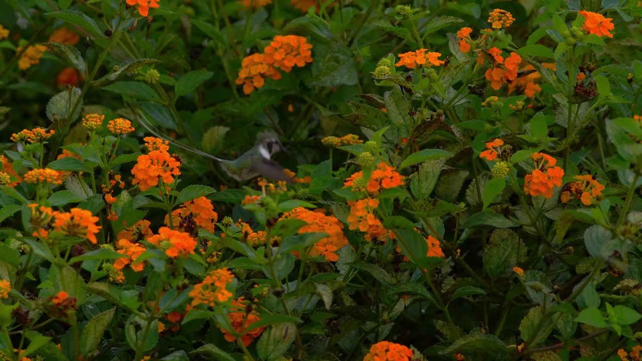 Colibrí cola de tijera peruano macho revoloteando y alimentándose de flores de lantana amarillas, visto de espalda y de lado mientras la cámara sigue sutilmente su movimiento en un jardín en Lima, Perú