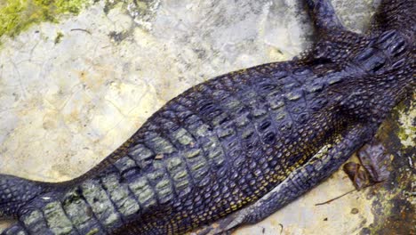 rough skin of saltwater crocodile on waterless floor at barnacles crocodile farm in indonesia