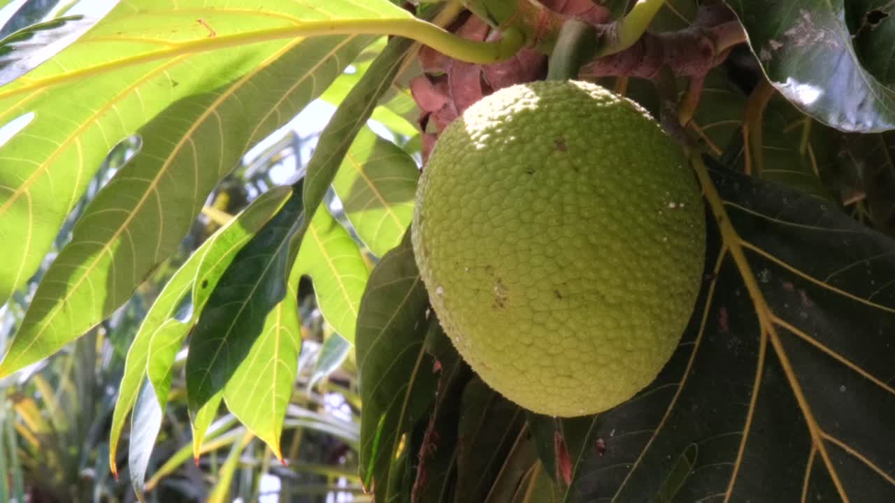 Slow-motion orbit of a ripe breadfruit (ʻulu) hanging on the tree. Detailed tropical foliage and textured fruit ideal for agriculture, sustainability, food security, botany, and cultural storytelling