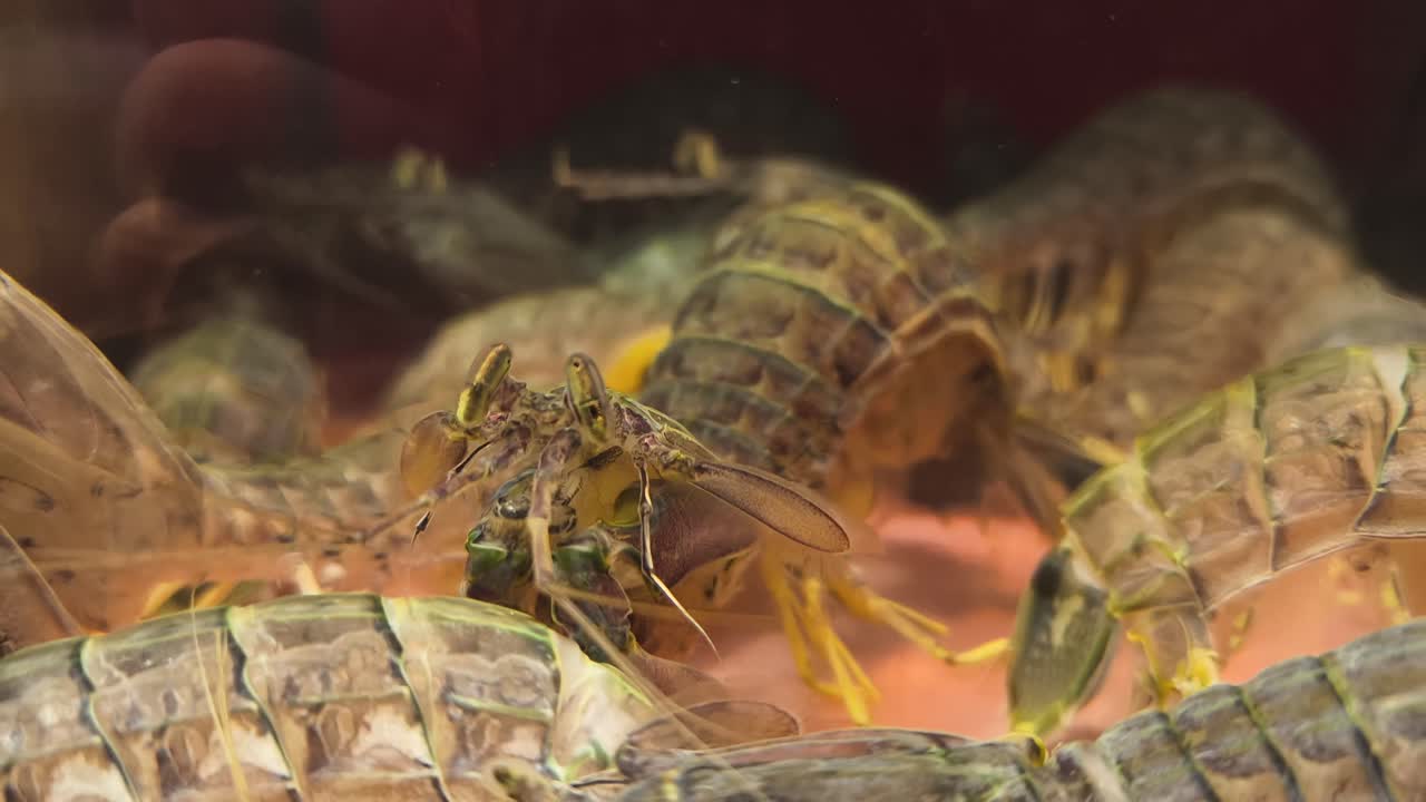 Live Crawfish for Sale