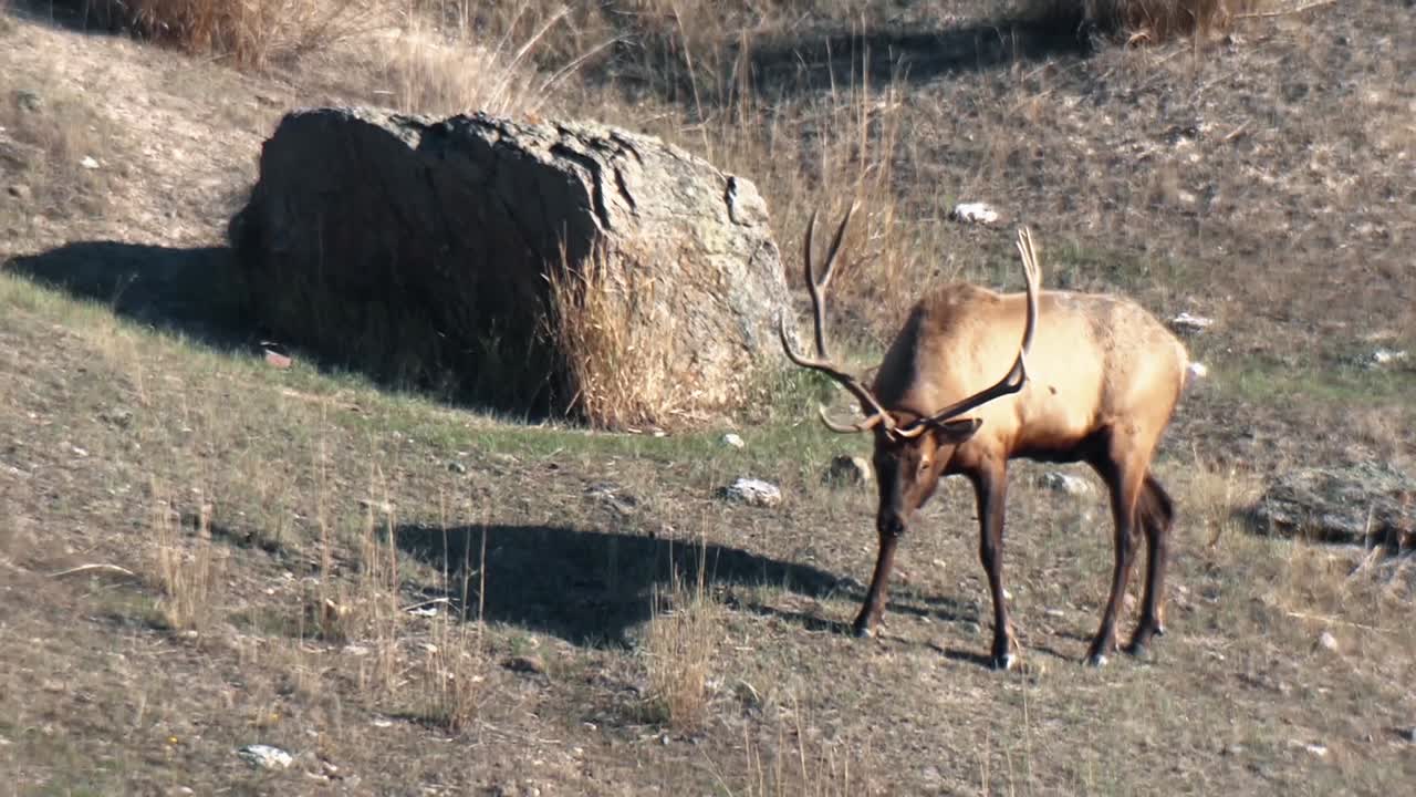 los alces pastan en la ladera de una colina y un alce cepilla el suelo con sus cuernos