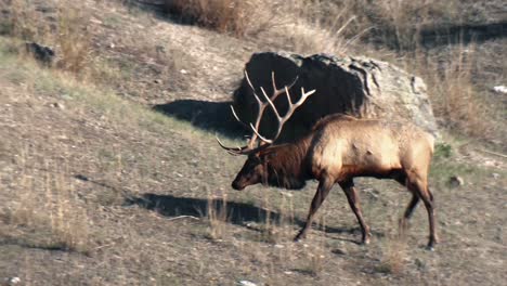 Elk-Graze-On-A-Hillside-And-A-Elk-Brushes-The-Ground-With-His-Antlers