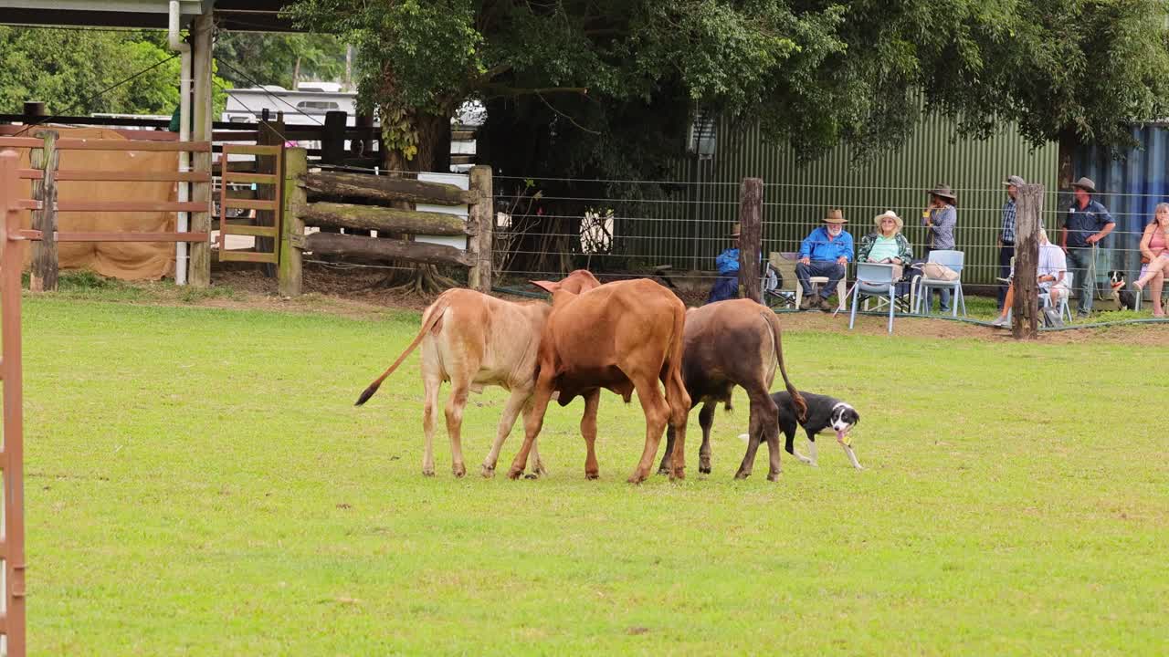 Un cattle dog conduce abilmente le mucche in un recinto erboso davanti a degli spettatori seduti, luce naturale, telecamera statica