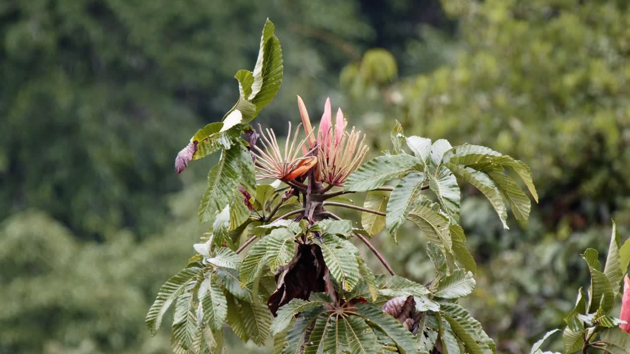 Il vento fruscia tra i fiori esotici mentre un tucano si posa delicatamente sul cespuglio, il suo becco colorato e le piume che contrastano con i vivaci fiori.