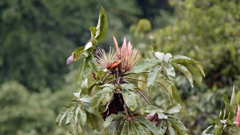 wind rustles the exotic flowers as a toucan perches delicately on the bush, its colorful beak and feathers contrasting with the vivid blossoms.