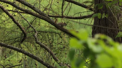 two tree squirrels playing on tree branch in a vibrant green jungle