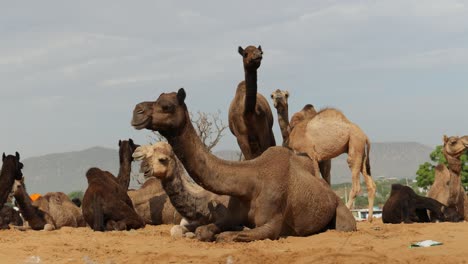 camels at the pushkar fair, also called the pushkar camel fair or locally as kartik mela is an annual multi-day livestock fair and cultural held in the town of pushkar rajasthan, india.