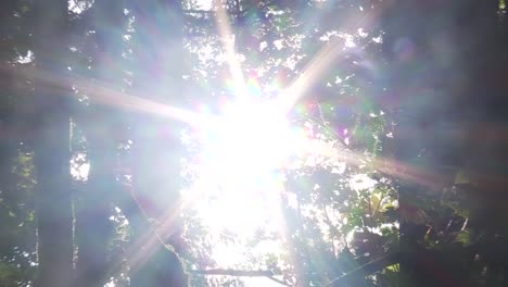 sun light leak through the trees