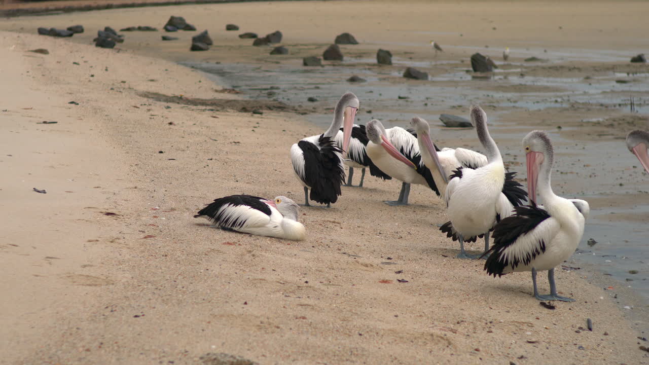 Close-up of pelicans grooming on wet sand in Cairns, Australia, showing their long beaks and black and white feathers.