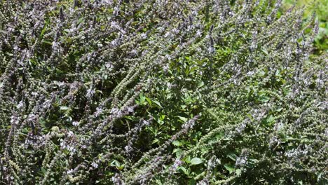 wind gently swaying a field of flowers