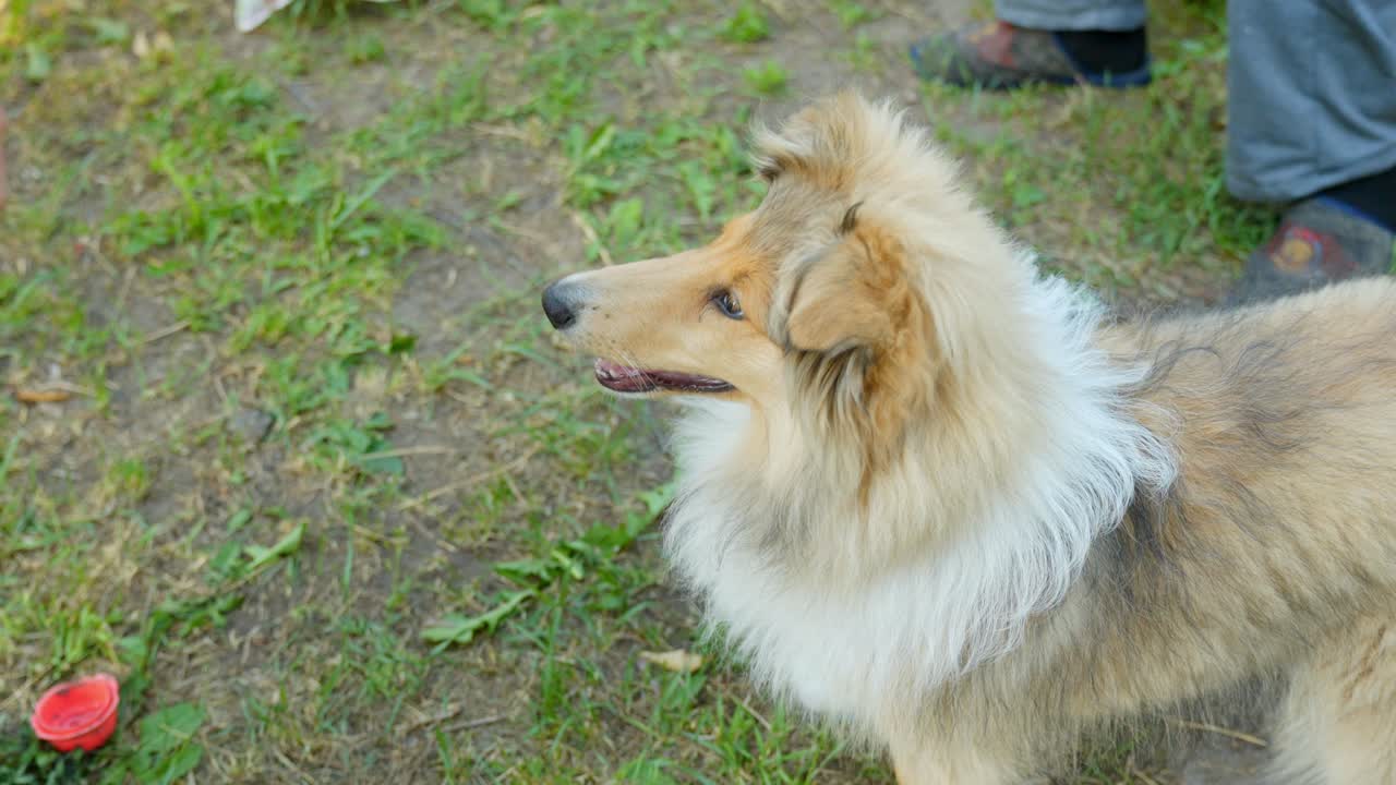 Man's Hand Comforts Rough Collie