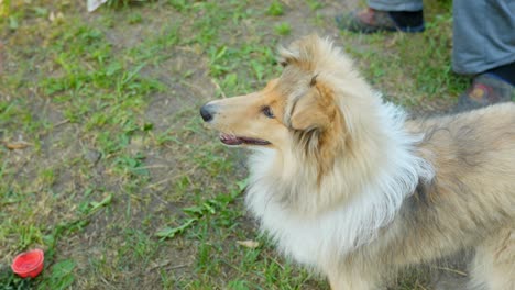 man's hand comforts rough collie