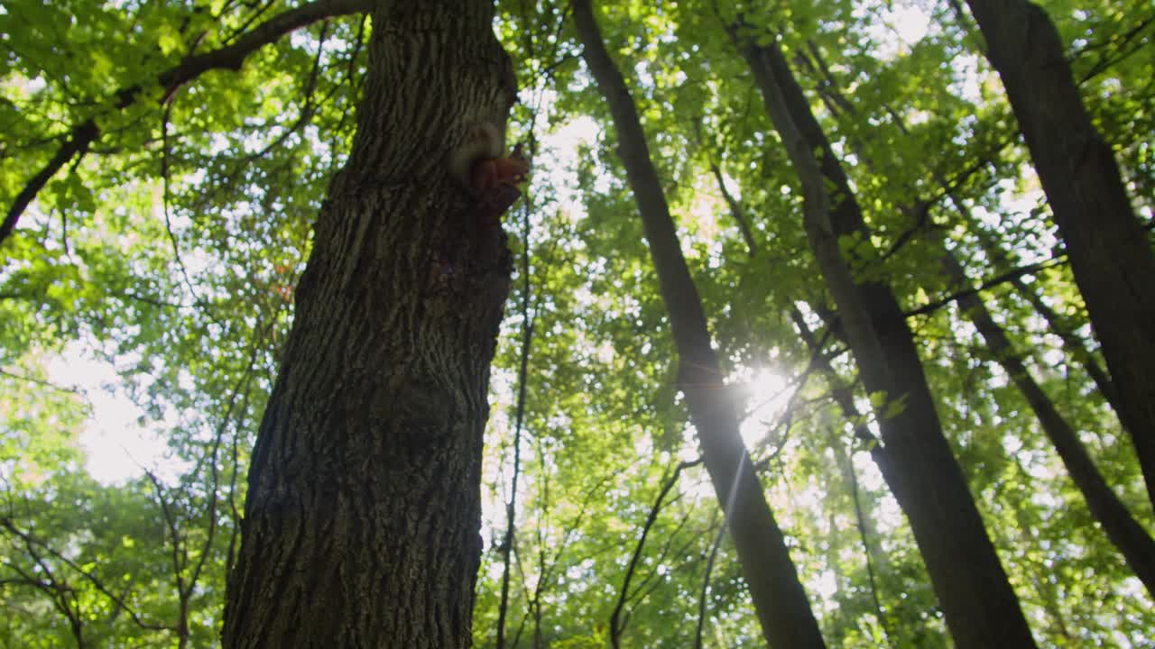 Red brown squirell on the tree in forest close-up. Small quirell sitting and eating nuts in beautiful green park