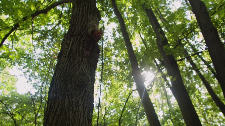 Primo piano di scoiattolo rosso-marrone sull'albero nella foresta. Piccolo scoiattolo seduto che mangia noci in un bellissimo parco verde.