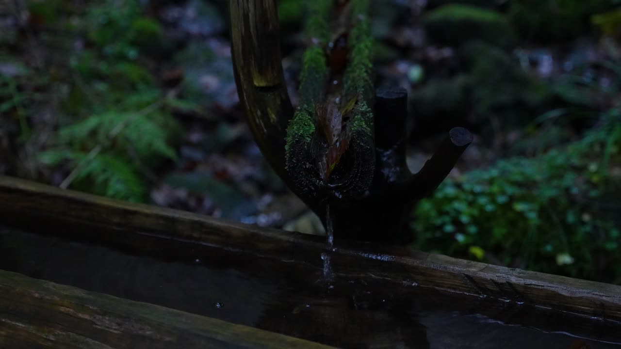 Natural spring water in Mystical twilight and foggy dense woods of Pahernik Forest