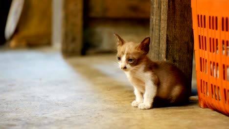 little grey stray kitten sitting on the ground at night street market