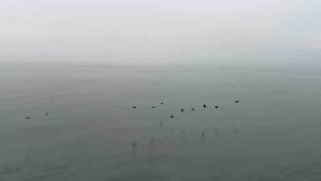 Birds-flying-over-the-sea