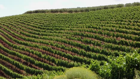 Fila-De-Hermoso-Patio-De-Uvas-En-Constantia,-Ciudad-Del-Cabo,-Sudáfrica---Toma-Panorámica