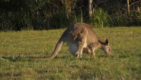 Ein-Weibliches-östliches-Graues-Känguru,-Das-Auf-Dem-Grünen-Gras-Mit-Joey-In-Seinem-Beutel-Weidet---Naturschutzgebiet-In-Queensland,-Australien---Ganzer-Schuss