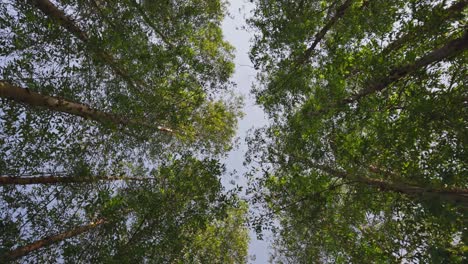 on a cloudy day, a low angle arch picture of a tree in a park or woodland, containing a rain tree and a palm date.