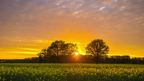 lapso de tiempo épico del campo de canola con puesta de sol dorada escondida detrás de los árboles del bosque - nubes en el cielo iluminado en color amarillo