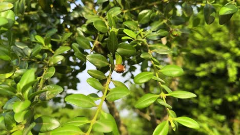 Pojark-La-Más-Pintoresca-Y-Maravillosa-Especie-De-Flora-En-El-Bosque-De-Hircanian-El-Concepto-De-Planta-En-Peligro-De-Extinción-Siembra-En-Naturaleza-Salvaje-Conservación-Del-Bosque-Y-El-Medio-Ambiente-Para-Salvar-El-Paisaje-Verde-Viajes-A-Irán