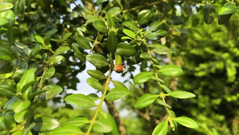 pojark la más pintoresca maravillosa hermosa especie de flora en el bosque de hyrcanian el concepto de plantas en peligro de extinción siembra en la naturaleza silvestre conservación del bosque y el medio ambiente para salvar el paisaje verde viaje a irán