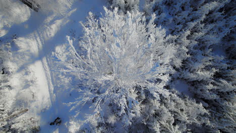 an-aerial-top-down-show-presenting-branches-of-a-tree-covered-in-snow