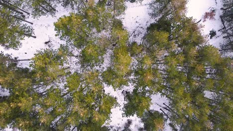 árboles-De-Hoja-Perenne-En-Tiro-De-Drone-De-Invierno