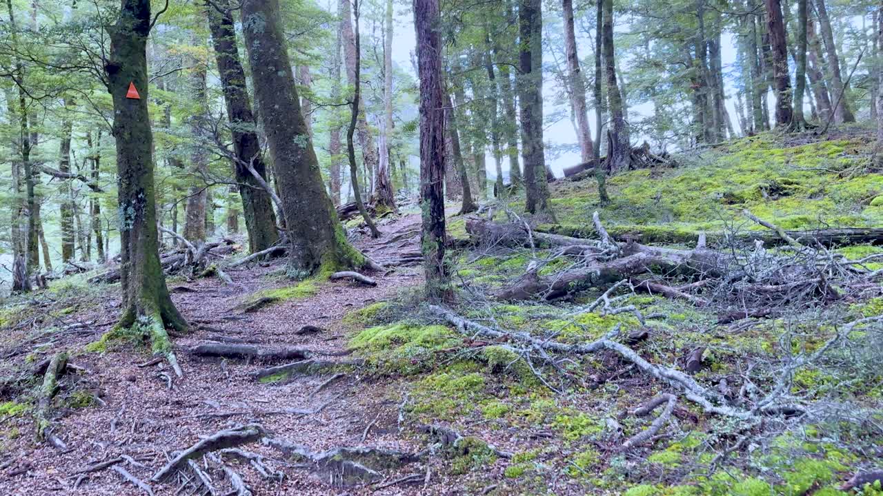 Steady camera moves along forest path with moss, tree roots, and soft natural daylight
